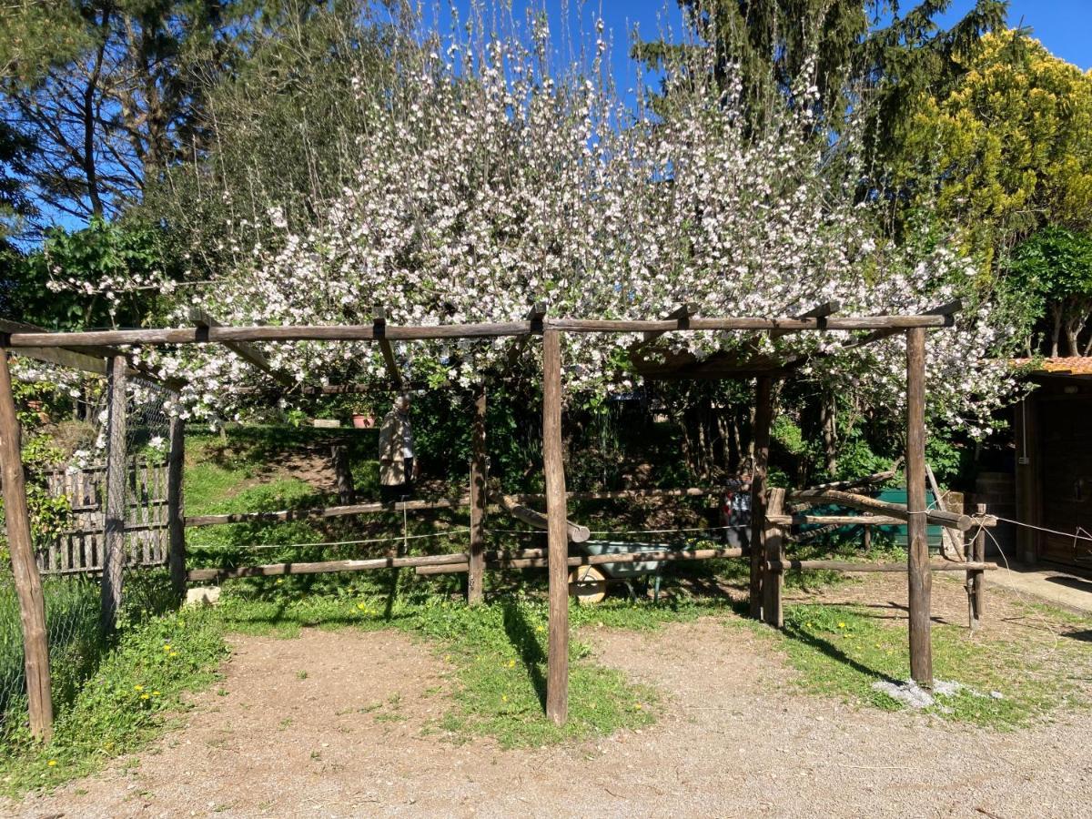 Podere Delle Rose Torre San Severo Bagian luar foto